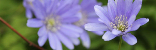Anglesey-April-BlueFlower1