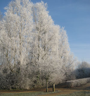 Frosty-Tree-Dirty-Dozen-201