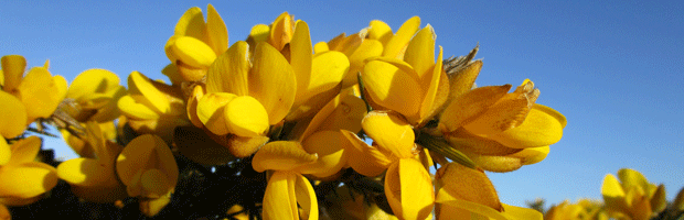 Broom-in-Flower-April-2015