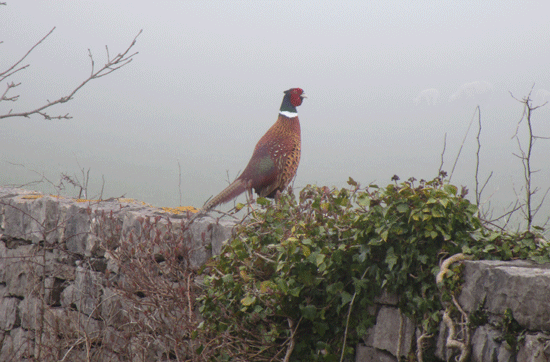 Pheasant-Llanddona