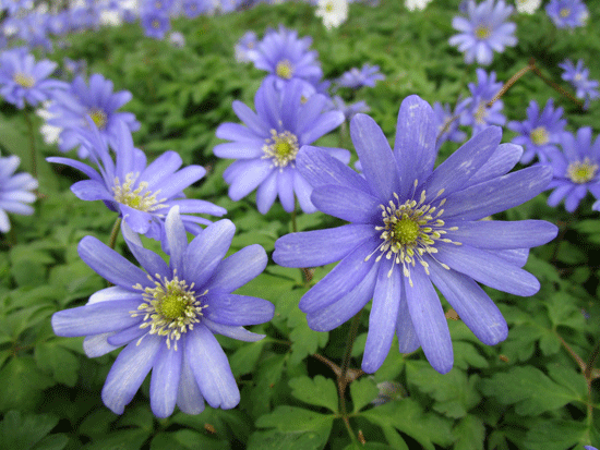 Plas-Newedd-Blue-Flowers