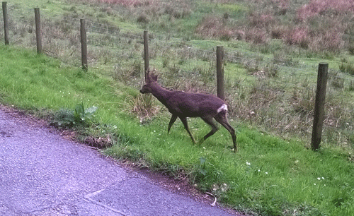 deer