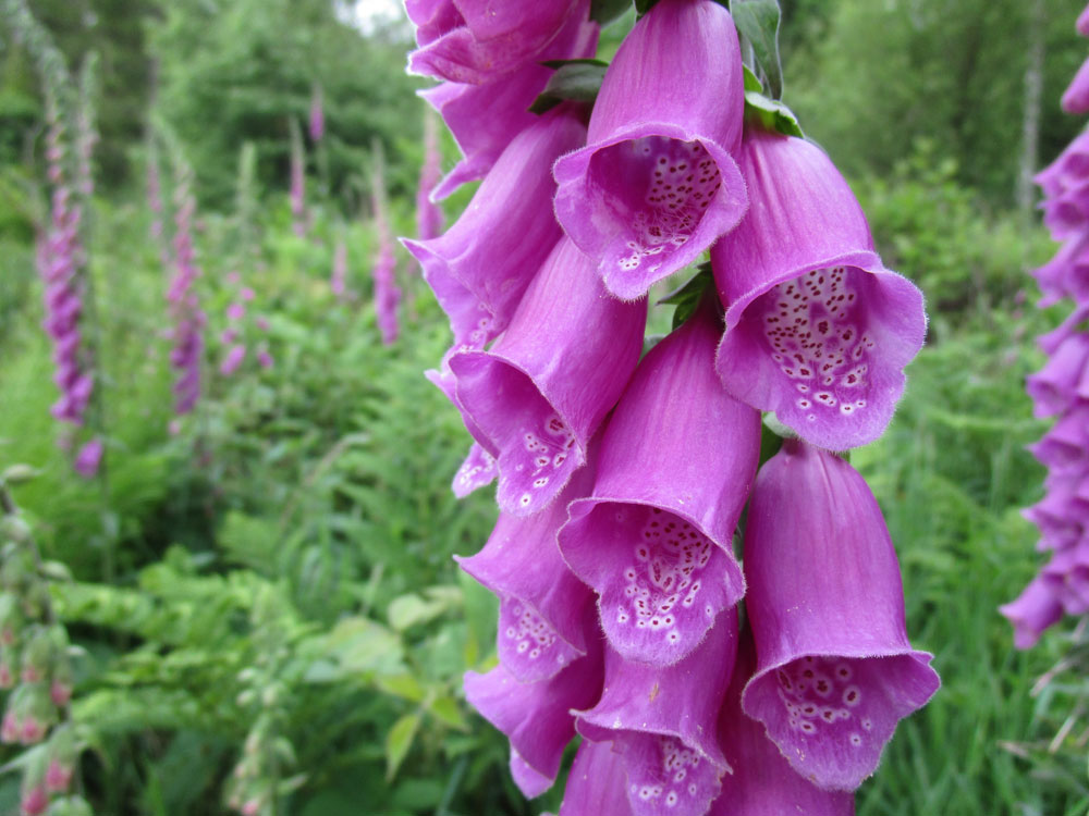 foxglove-trail-marathon-wales