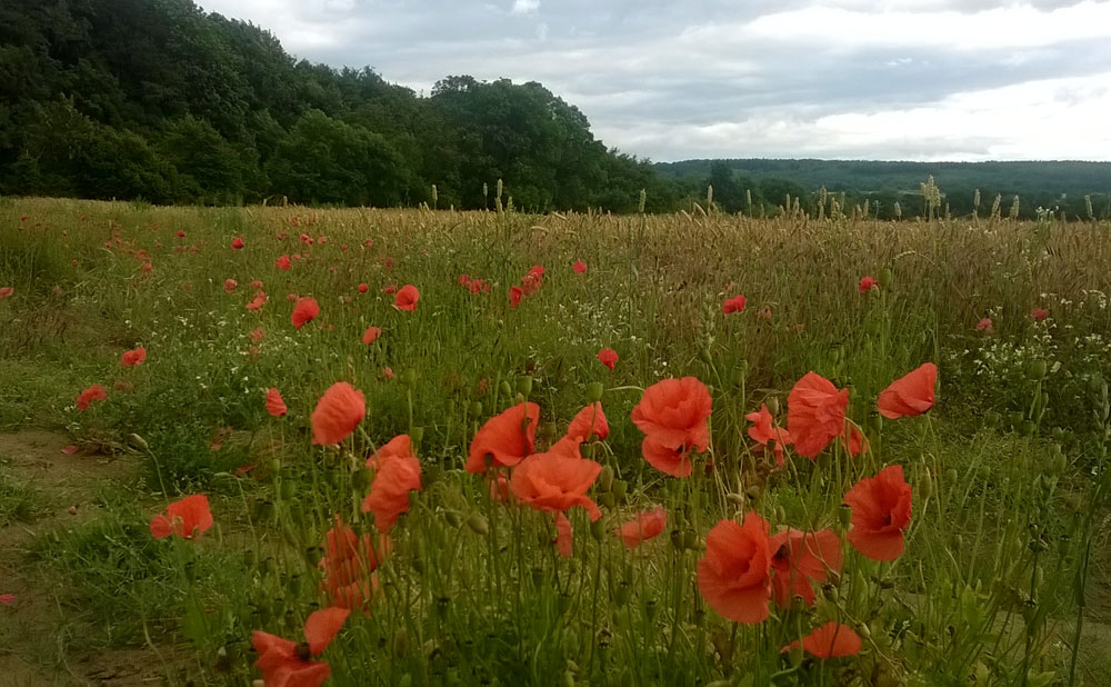 yorkshire-day-challenge-poppies