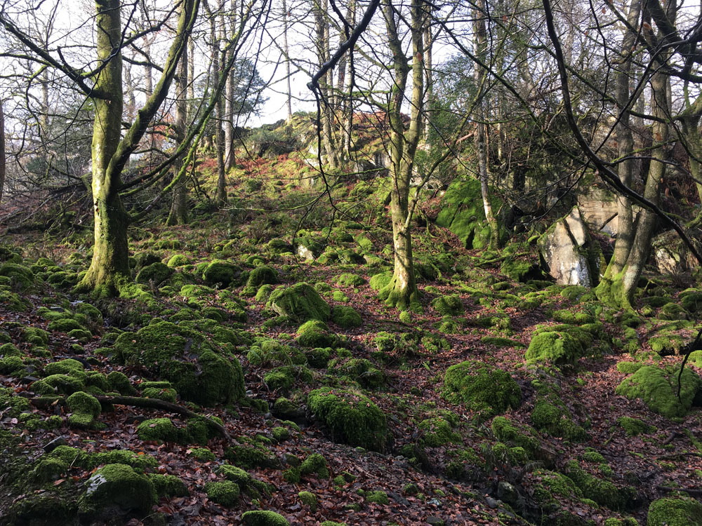 grizedale-marathon-2017-3