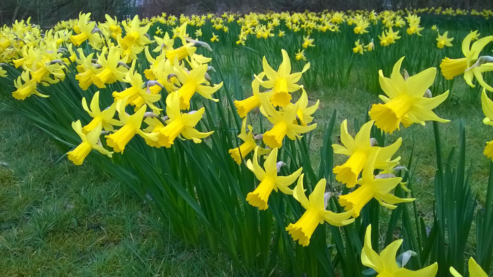 gin-pit-marathon-2016-daffodils