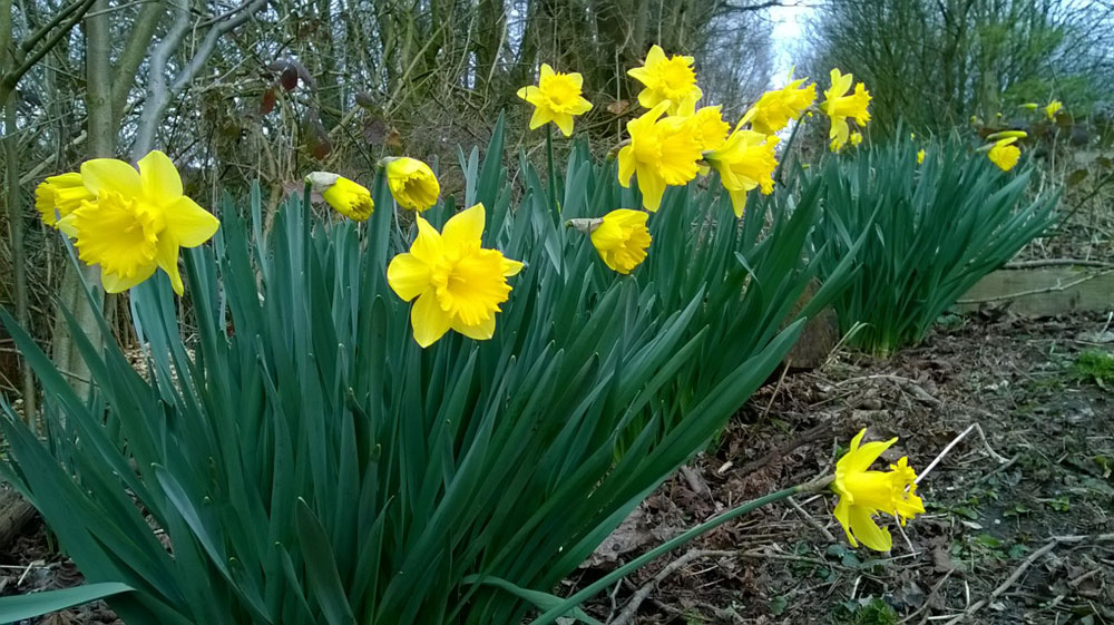 gin-pit-marathon-2016-daffodils1