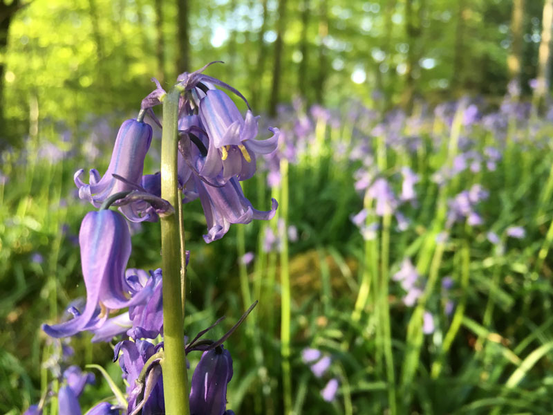 brathay-bluebells-2017-day1