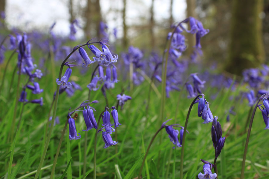 shackleton-bluebells