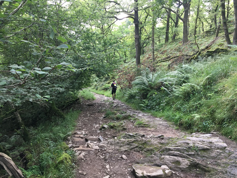 lakeland50-ambleside-woodland