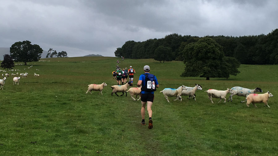 lakeland50-sheep-crossing